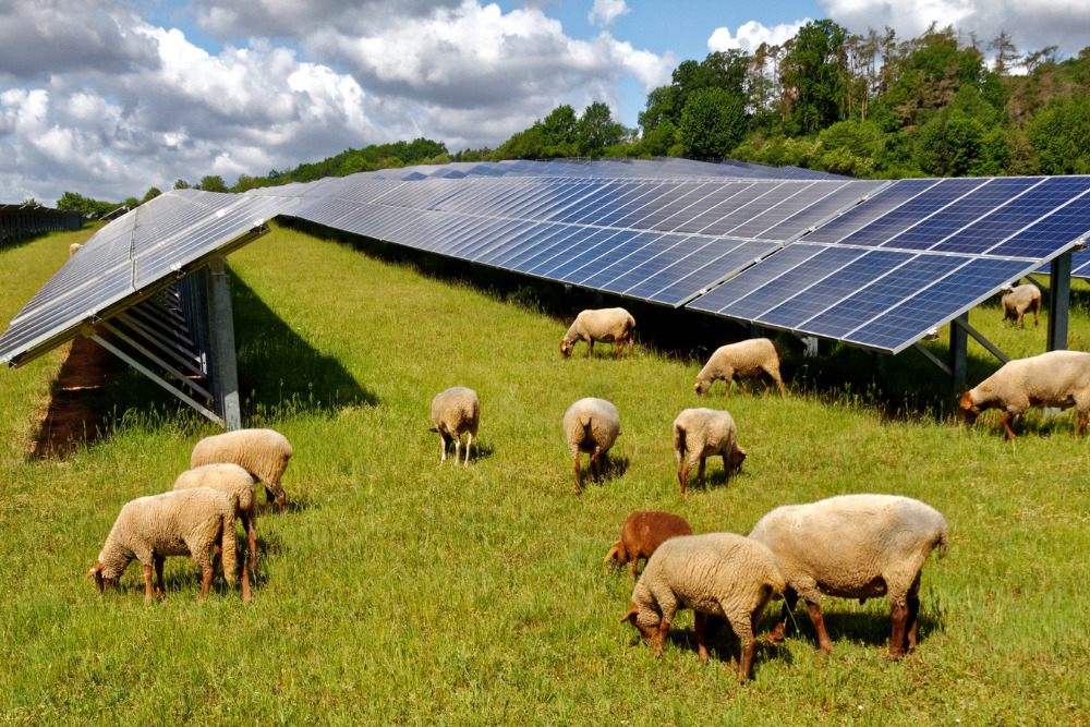 solar power and wildlife