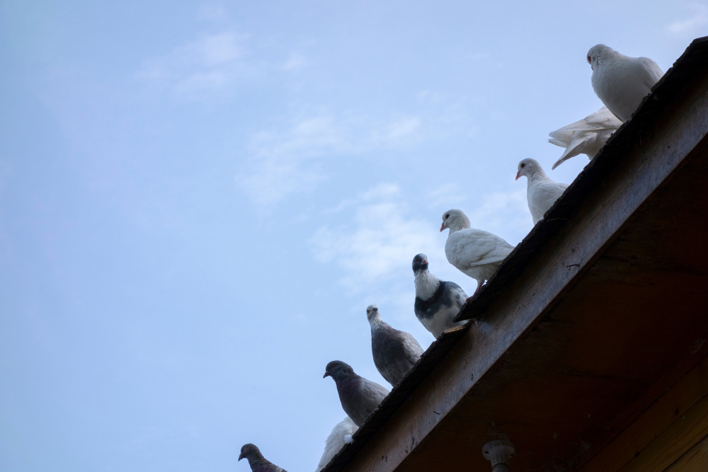 solar panel pest control