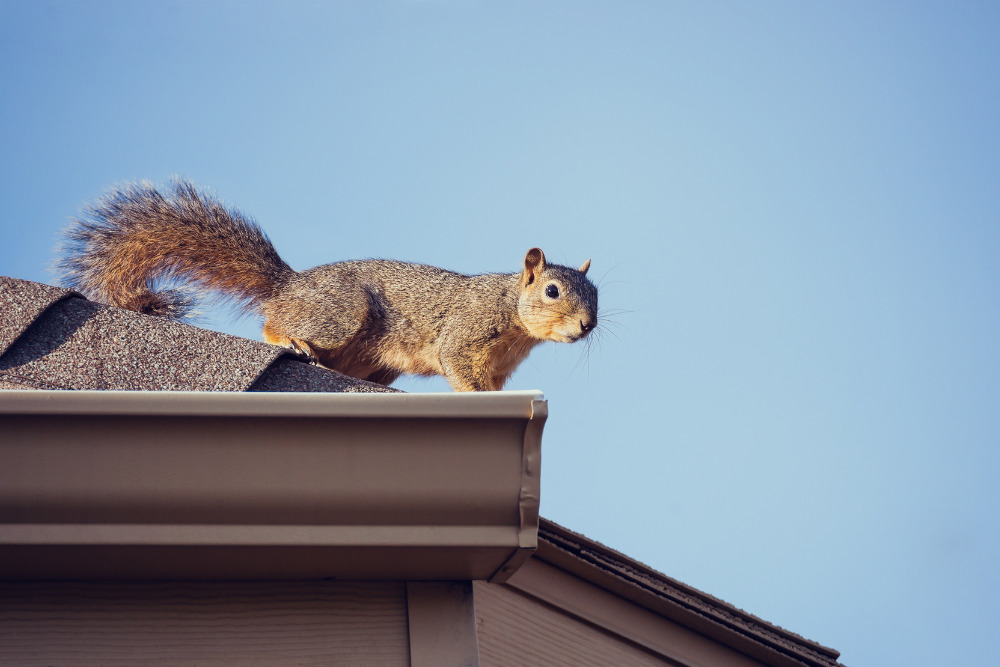 solar panel pest control